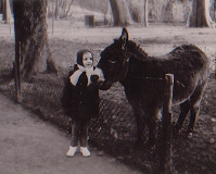 âne au parc